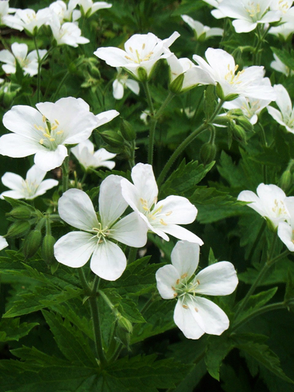 White Wood Cranesbill